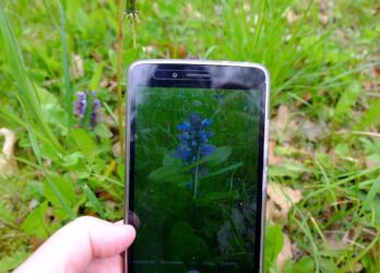 Bundesweiter „BioBlitz“ im Botanischen Garten