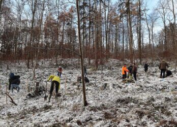 240 neue Bäume sollen dem Klimawandel trotzen